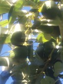 The Leto's tree is ground zero to avocados this fall.