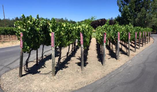 These grapes are labeled by the variety of wine they produce.