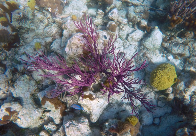 DCIM101GOPROGOPR2718.